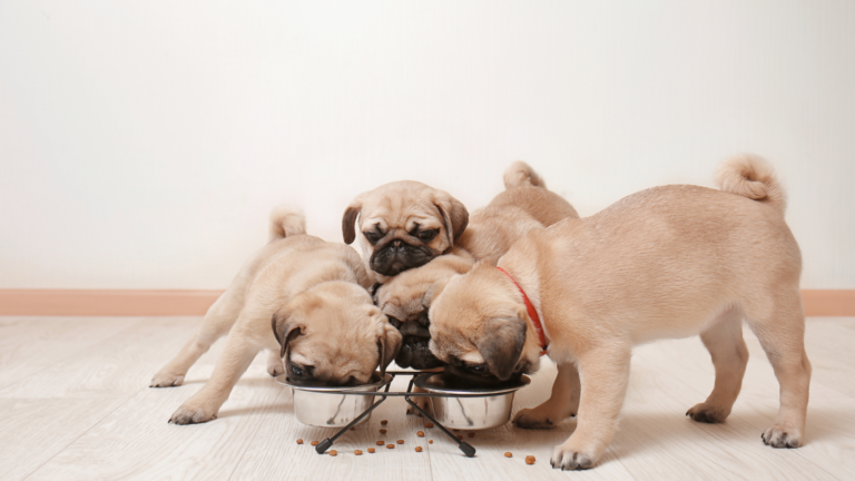 1. Preparativos para recibir a tu cachorro en casa